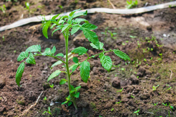 Tomato plant, young green herb growing in the ground