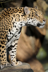 A beautiful jaguar portrait © Edwin Butter