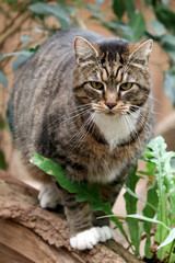 Obraz premium Pet cat portrait