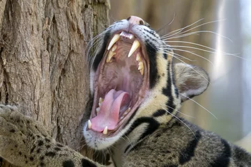 Foto op Plexiglas Panter Clouded leopard portrait