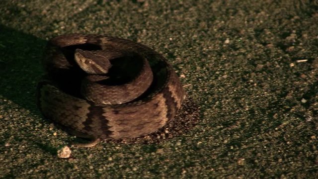 Scene of a Yellow lined Pit Viper Bothrops jararaca. An ant walks next to the Yellow lined Pit Viper.