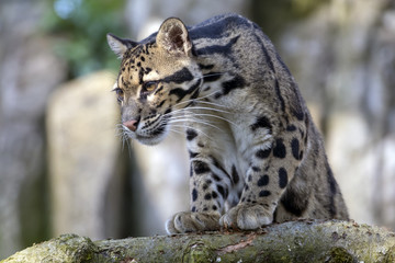 Fototapeta premium Clouded leopard portrait