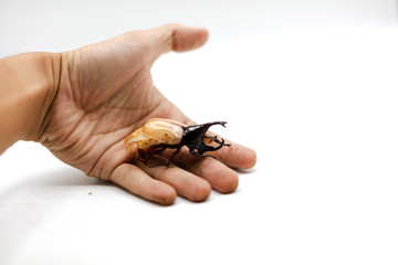 The larva of the scarab enters the adult on the hand.