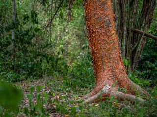 The trunk of a gumbo-limbo tree in the Mexican jungle surrounded by foliage