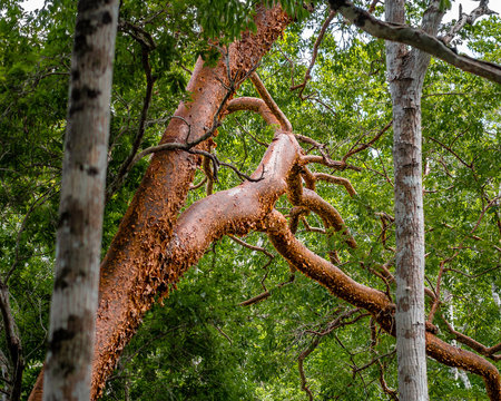 gumbo-limbo, copperwood, chaca, turpentine tree (Bursera simaruba