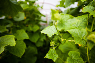 plants inside the greenhouse