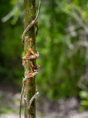 Young gumbo-limbo tree with vine wrapped around it in the Mexican jungle
