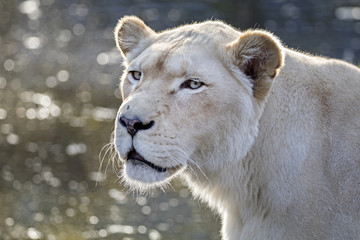 White lioness portrait