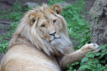 Fototapeta na wymiar Male lion portrait