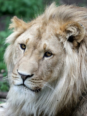 Male lion portrait