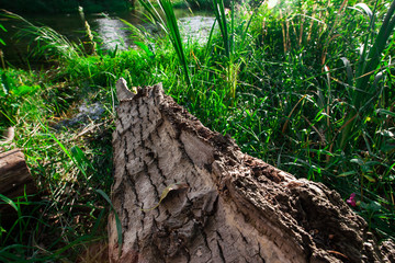 fallen tree by the river