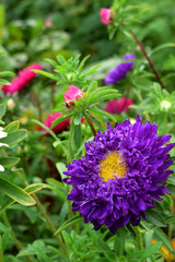 Close-up of a violet aster with the yellow centre on a flower bed