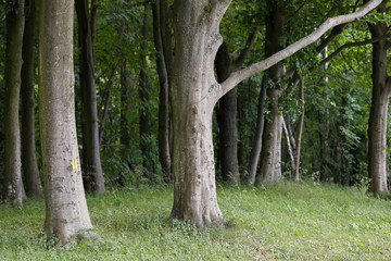 Trees in park in Kolobrzeg