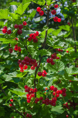 Red currant berries on a branch in a garden, nature background