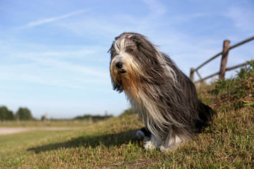 Bearded Collie portrait