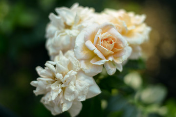 roses nature rise flowers garden