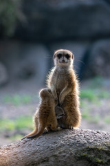 meerkat + young ones