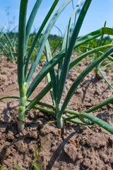 Onion plant, young green herb growing in the ground