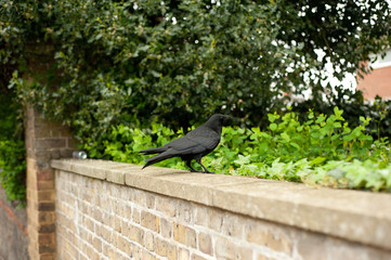 Crow on a Wall