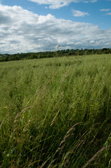 Open Field and Sky