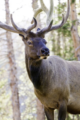 Elk with Horns