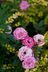 Fototapeta premium Old Roses