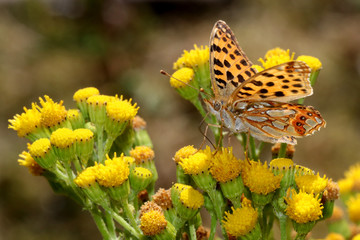 Queen of Spain fritillary