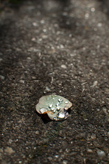 Droplets on a Pale Leaf