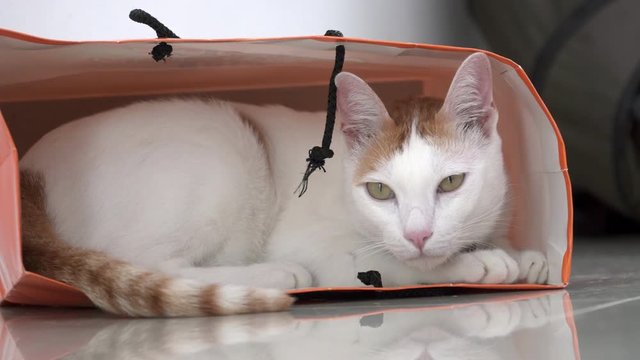White and Ginger Domestic Cat Sitting in Paper Bag on the Floor. Funy and Playful Pet