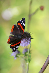 Butterfly on a flower in the forest