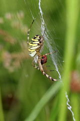 Tiger spider in web