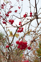 Red Berry Winter