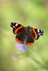 Beautiful butterfly macro