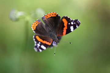 Fototapeta na wymiar Beautiful butterfly macro