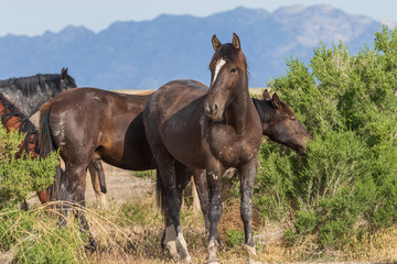 Wild Horses in the Utah Desert in Summer