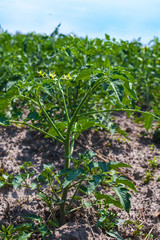 Tomato plants, young green herb growing in the ground