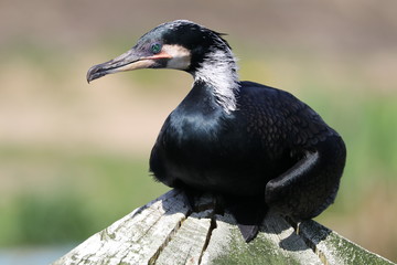 Great Cormorant
