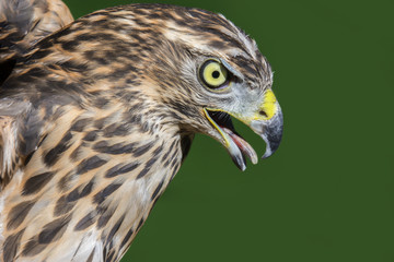 Northern Goshawk (Accipiter gentilis) portrait close up