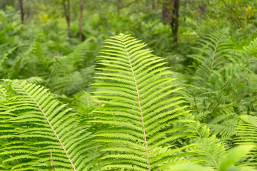 A close view of the bushes of a bright green fern on a sunny, fresh summer day. Feeling of freshness, naturalness and nature.