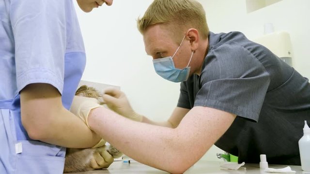 Exotic animal. The vet examining a domestic rabbit in a veterinary clinic. 4K