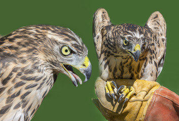 Northern Goshawk - Accipiter gentilis close up