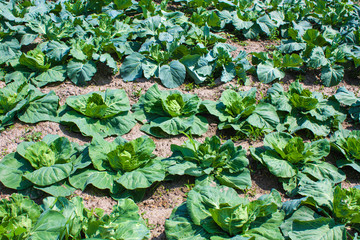 Cabbage plants, young green herb growing in the ground