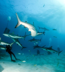 Caribbean reef shark at the Bahamas