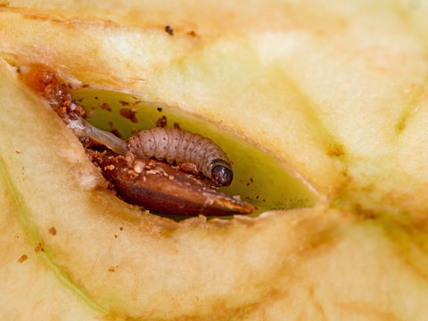 Codling Moth Larva, Cydia Pomonella Grub, Larva. Caterpillar Happily Eating In My Apple. Macro Of This Pest.