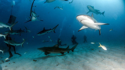 Caribbean reef shark at the Bahamas