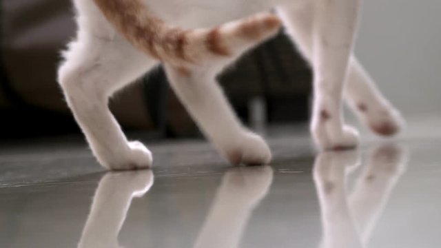 White and Ginger Domestic Cat Tail Wagging. Close Up
