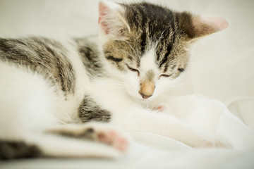 stolze Katze