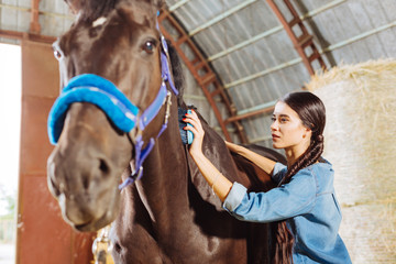Cleaning horse. Beaming happy horsewoman wearing stylish denim clothes cleaning beautiful dark horse