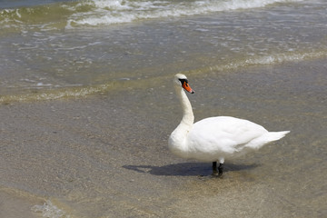 The white swan stopped by the shore