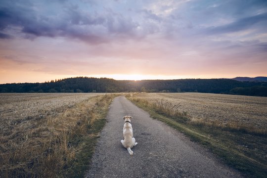 Loyal Dog Waiting At Sunset